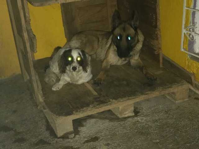 Thedodo.com 5