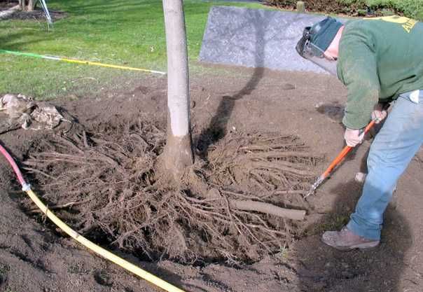 Tree Roots