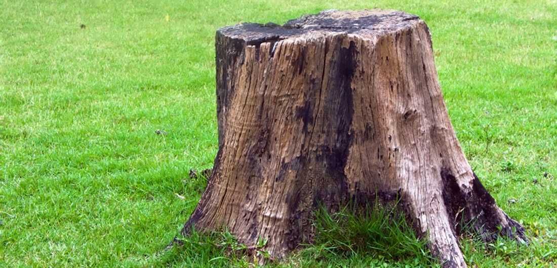 Treestump