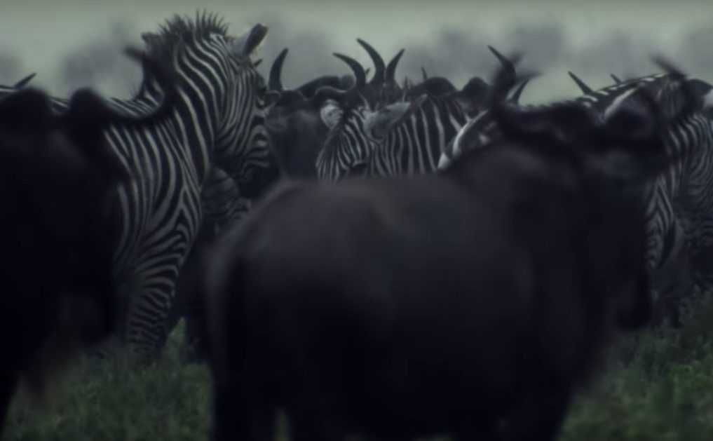 15 Mixed With Zebras