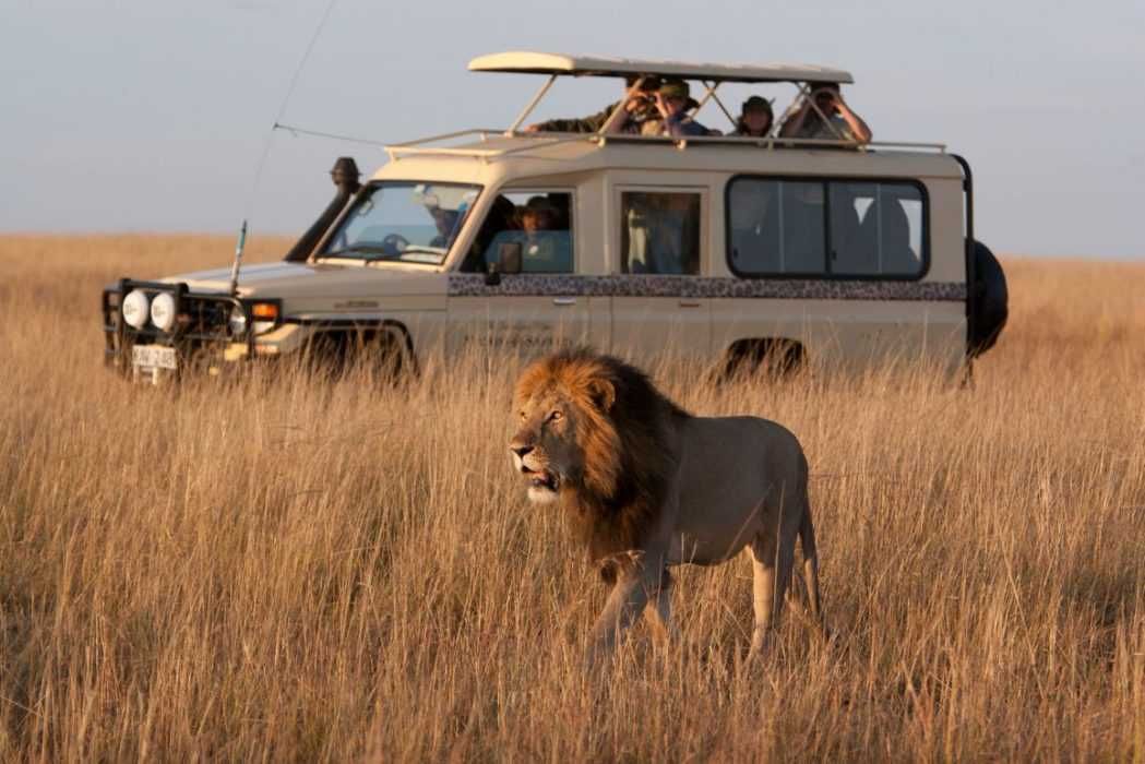 18 Wild Animals