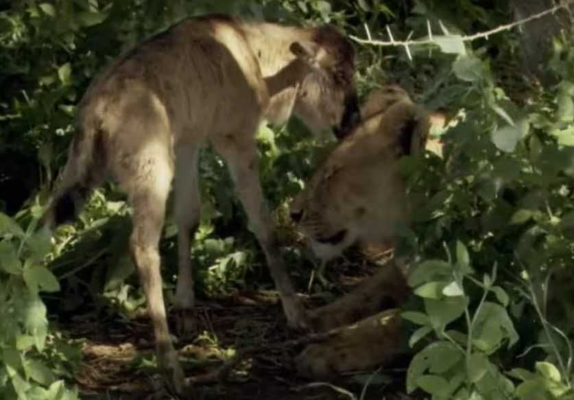 4 Treats Lion Like Mother