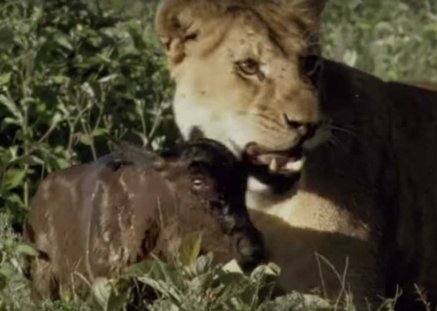 7 Calf Is Terrified