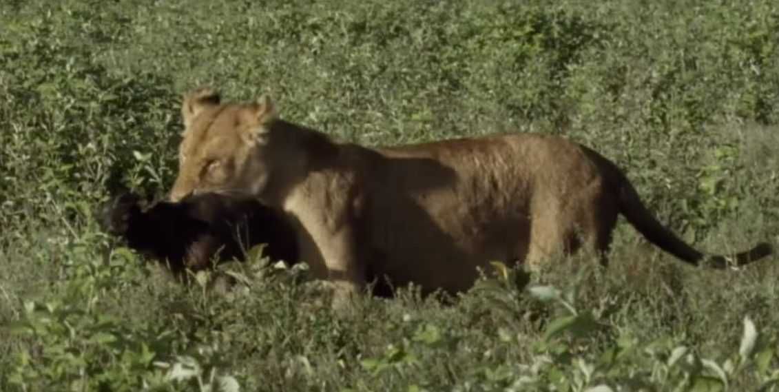 8 Lioness Doesnt Get Scared