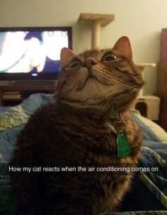 30 Funny Animal Pictures Cool Cat