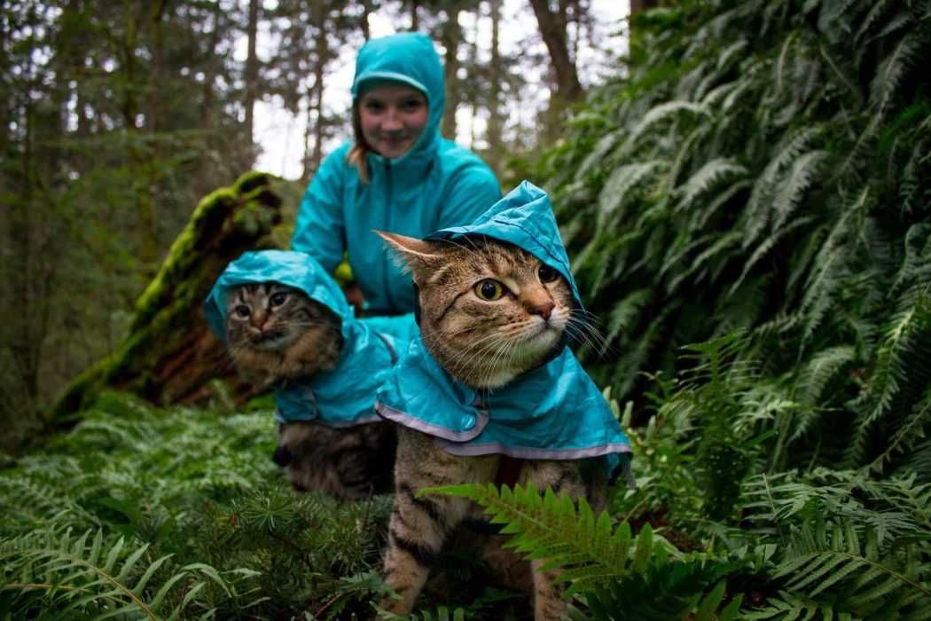 Photogenic Cats Rainforest Explorers