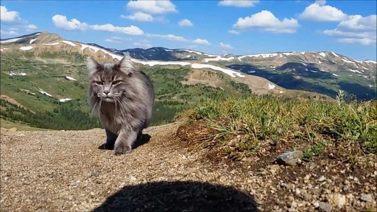 Photogenic Cats Exploring The High Plateaus