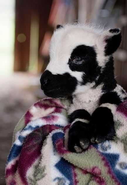 Funny Baby Goat Pictures Goat In A Blanket