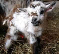 Funny Baby Goat Pics Cute Furry Baby Goat