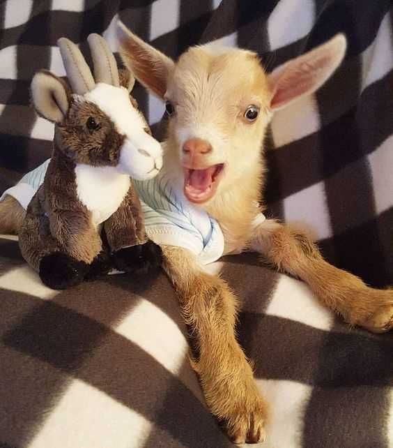 Funny Baby Goat Pictures Baby Goat And Favorite Stuffed Toy
