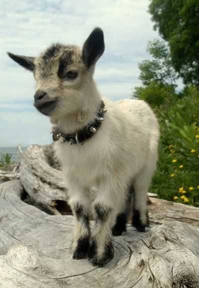 Funny Baby Goat Pics Goat