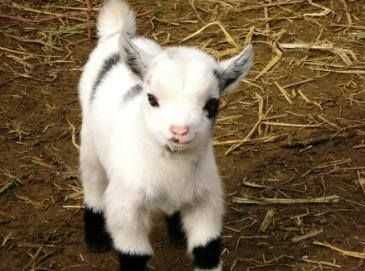 Funny Baby Goat Pictures Mighty Goat