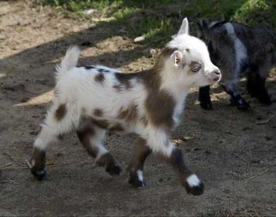 Funny Baby Goat Pictures Happy Goat
