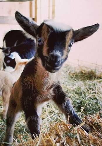 Funny Baby Goat Pictures Goat Surprise