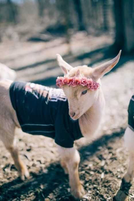 Funny Baby Goat Pics Goat In A Tshirt