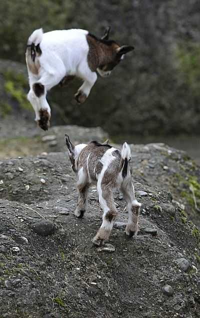 Funny Baby Goat Pictures 2 Mountain Goats