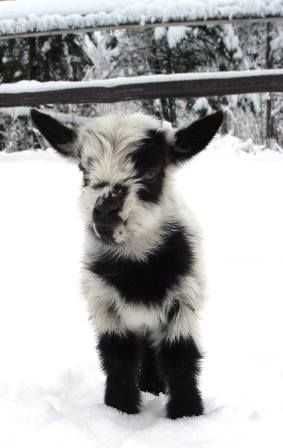 Funny Baby Goat Pictures Goat In Snow