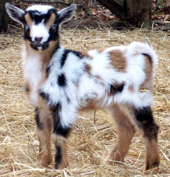 Funny Baby Goat Pictures Fluffy Goat