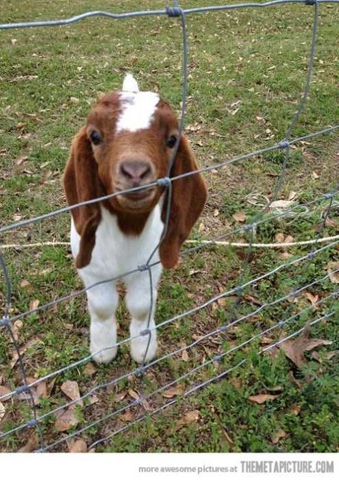 Funny Baby Goat Pictures Curious Goat
