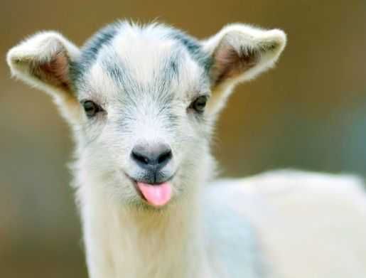 Funny Baby Goat Pictures Goat Blep