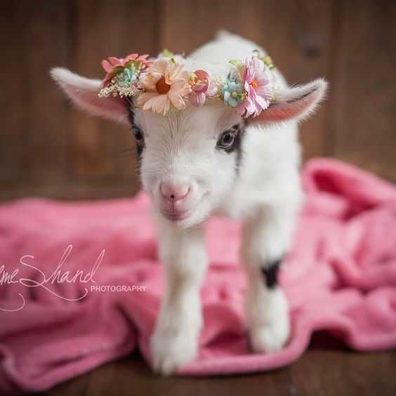 Funny Baby Goat Pictures Goat With Wreath