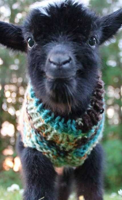 Funny Baby Goat Pictures Goat In Knit