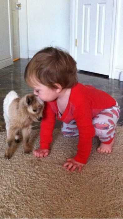 Funny Baby Goat Pictures Baby And Baby Goat