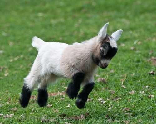 Funny Baby Goat Pictures Headbutting Goat