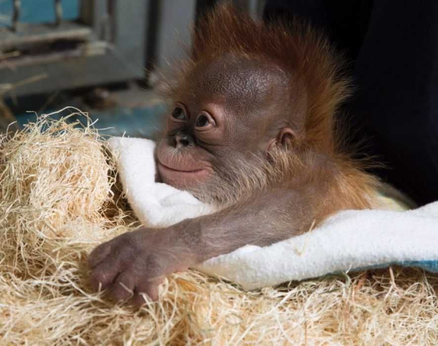Adorable Funny Animals Monkeying Around