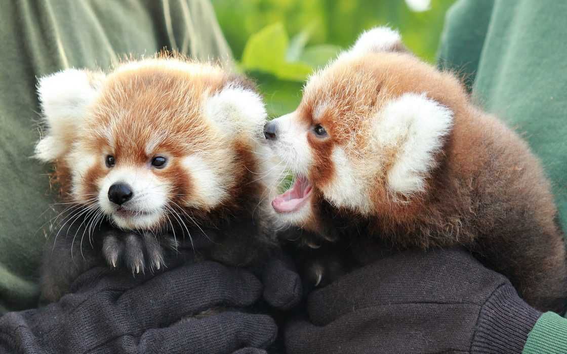 Adorable Funny Animal Red Panda Fight Club