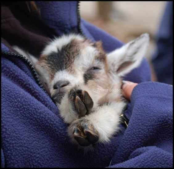 Funny Baby Goat Pics Snuggle Goat