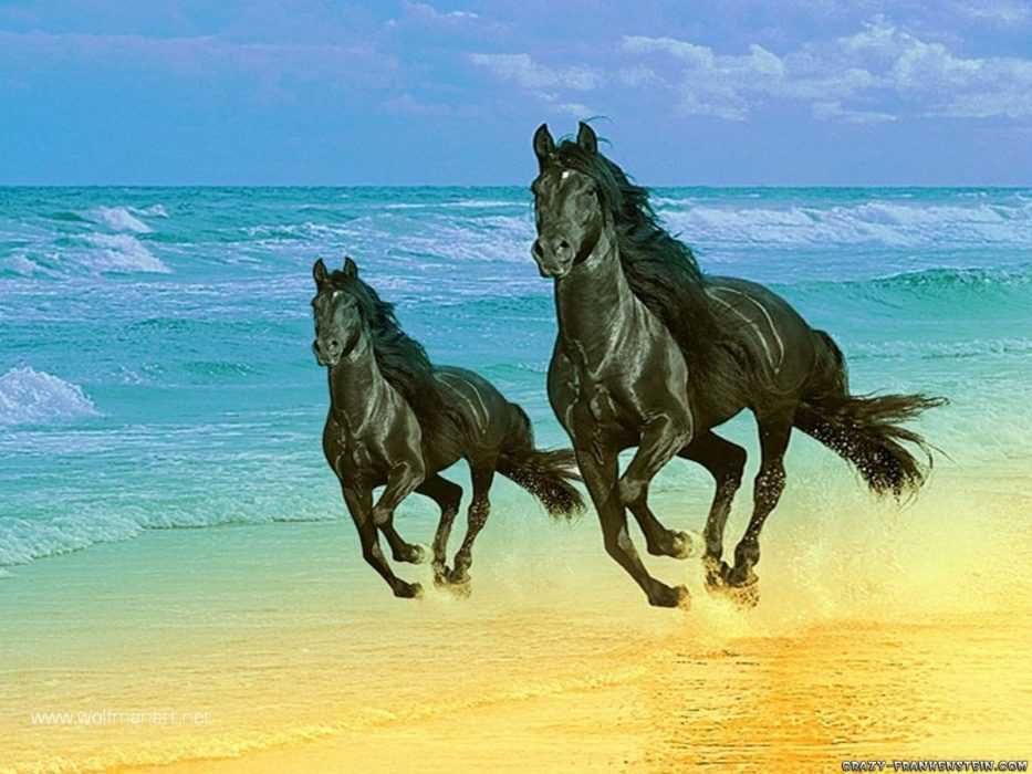 Adorable Funny Animals Beach Horses