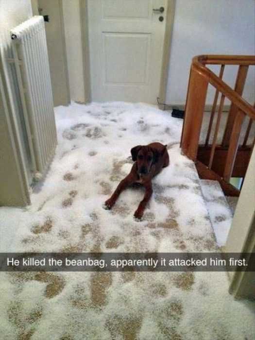 30 Funny Animal Memes Pictures Beanbag Accident