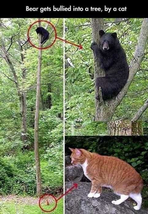 30 Funny Animal Pictures And Memes Scardie Cat