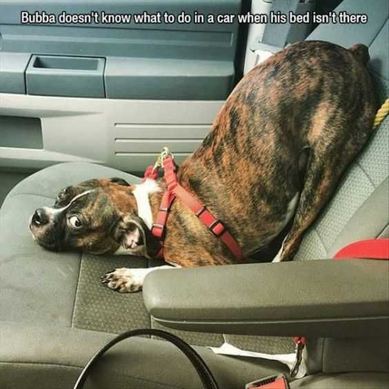 30 Funny Meme Animal Pictures Downward Facing Dog