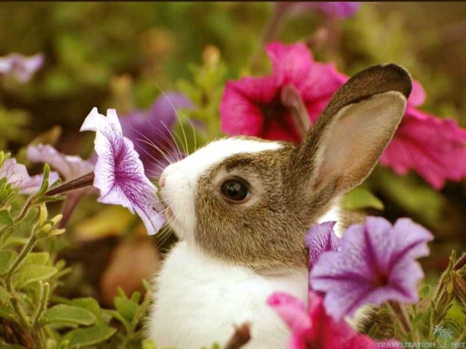 Adorable Funny Animal Bunny In Garden