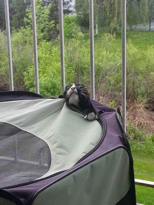 30 Funny Animal Pictures And Memes Lemme Out