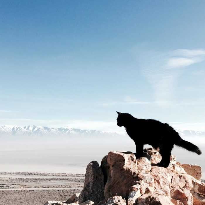 Photogenic Cats High Altitude Desserts
