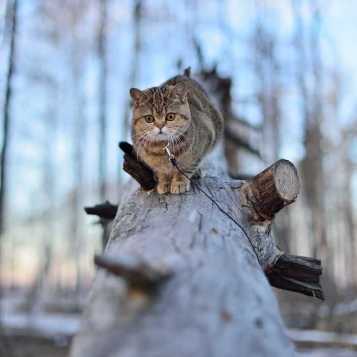Photogenic Cats Forest Cat