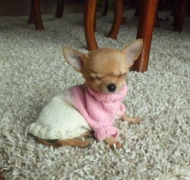 Adorable Funny Animals Fashion'S Top Dog