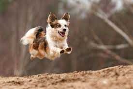 Adorable Funny Animals Fly Doggie!