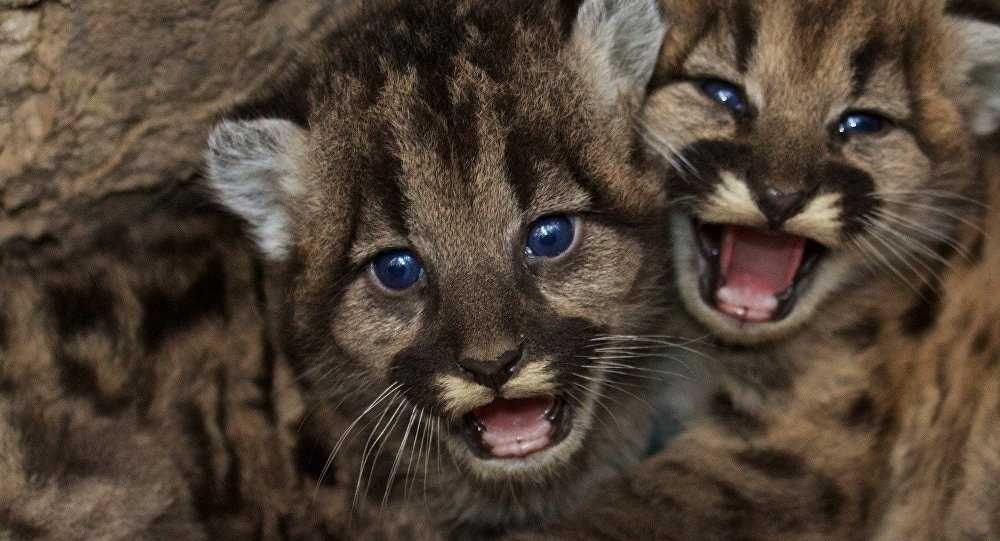 Adorable Funny Animal Rawr