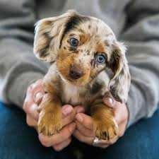 Adorable Funny Animals Mixed Coat
