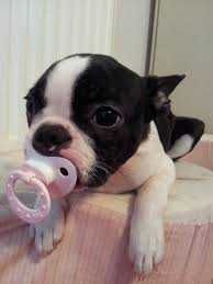 Adorable Funny Animals Pup Paci