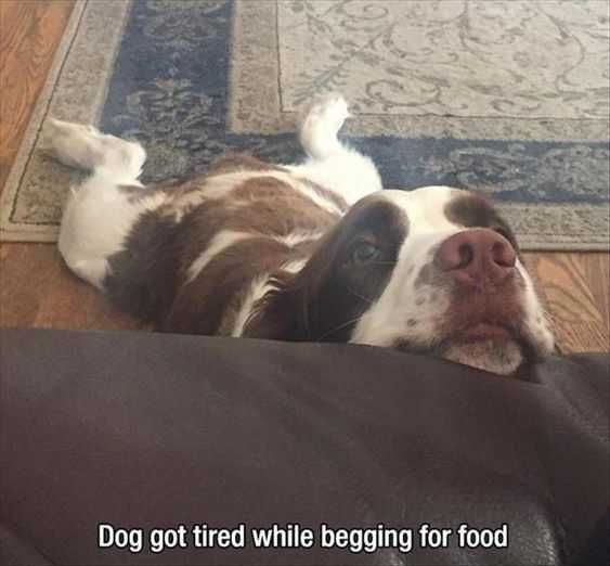 30 Funny Animal Pictures And Memes Tired Of Begging