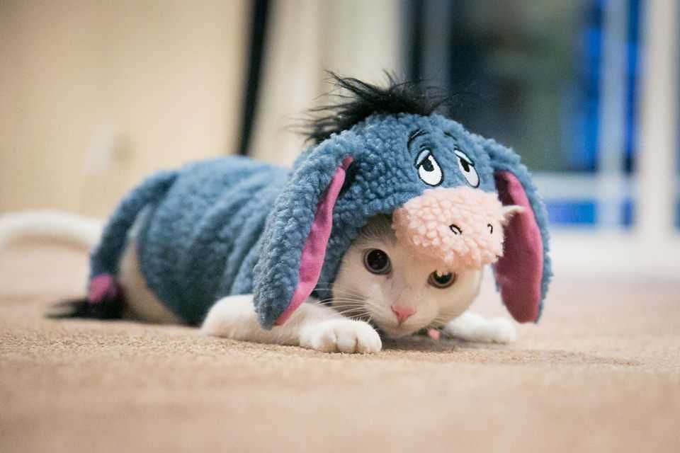 Adorable Funny Animals Eeyore