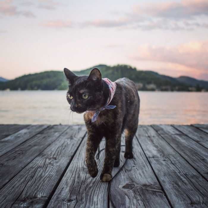 Photogenic Cats Lakefront Cat