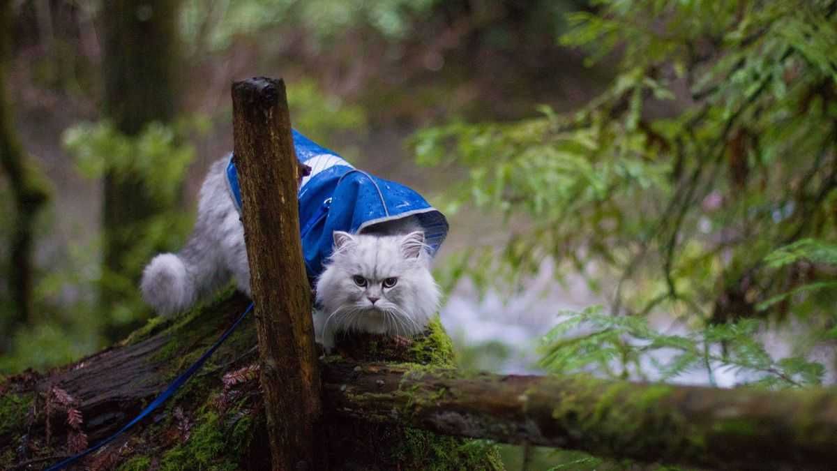 Photogenic Cats Exploring The Forest