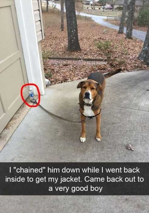 30 Funny Animal Picture Memes Very Good Boy