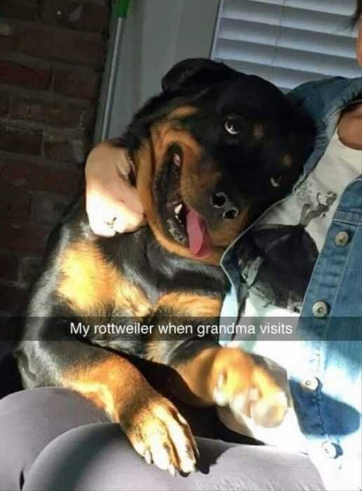 30 Funny Animal Picture Memes Rotty Loves Grandma